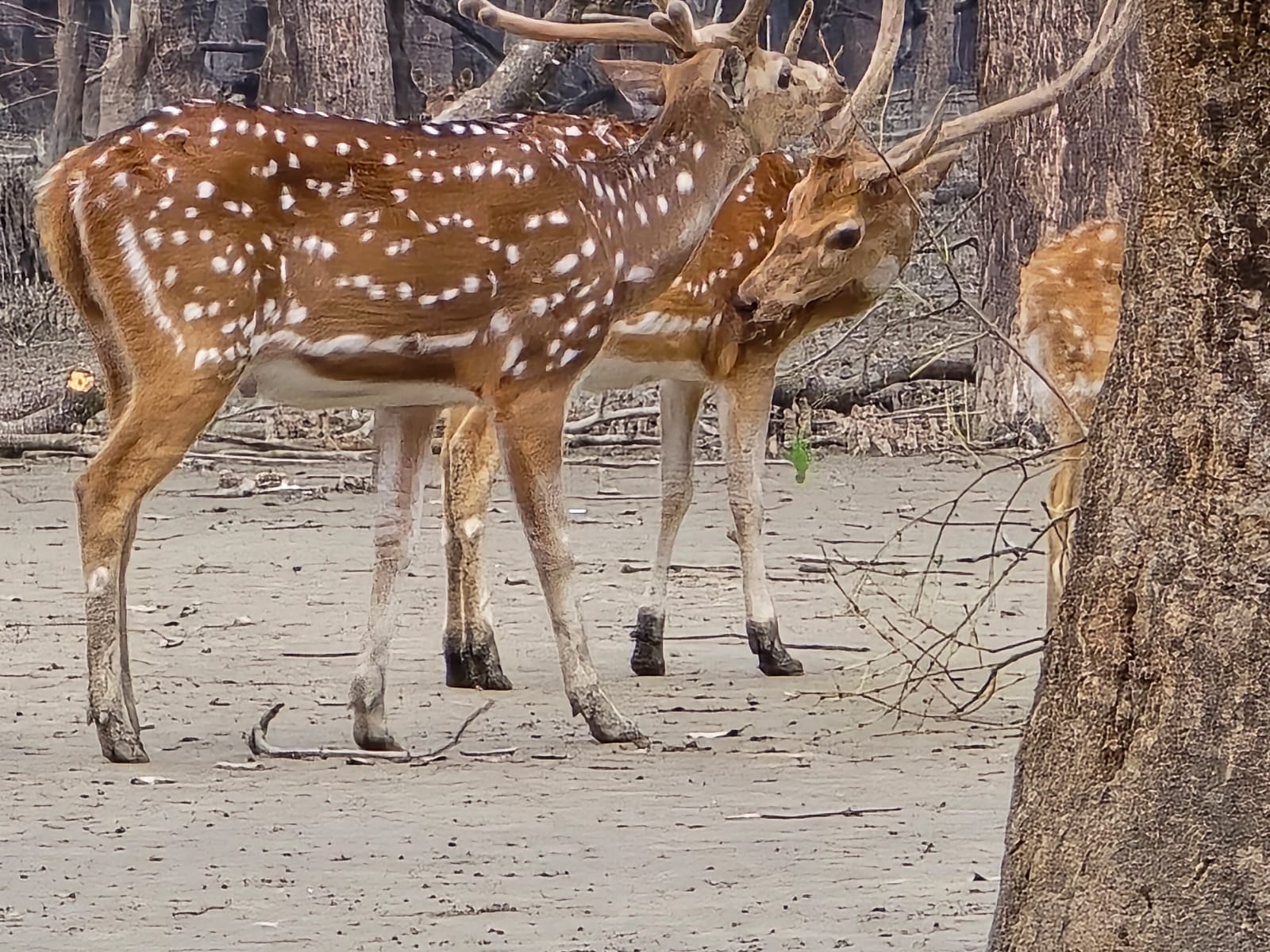 Sundarbans Tour Dec-2024