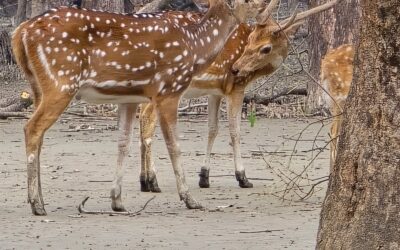 Sundarbans Tour Dec-2024